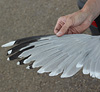 2cy argentatus in February, ringed in Norway. (75189 bytes)